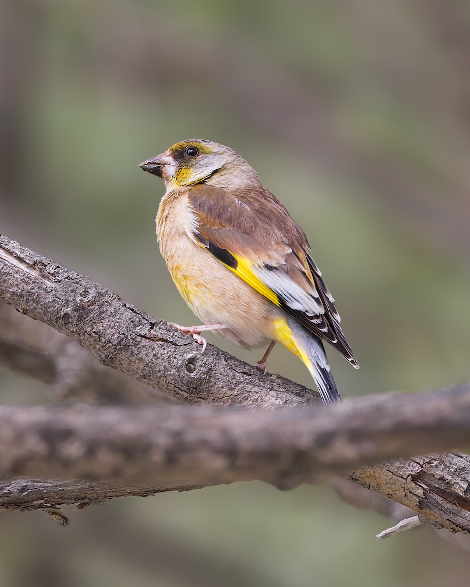 Oriental Greenfinch - ML646056195