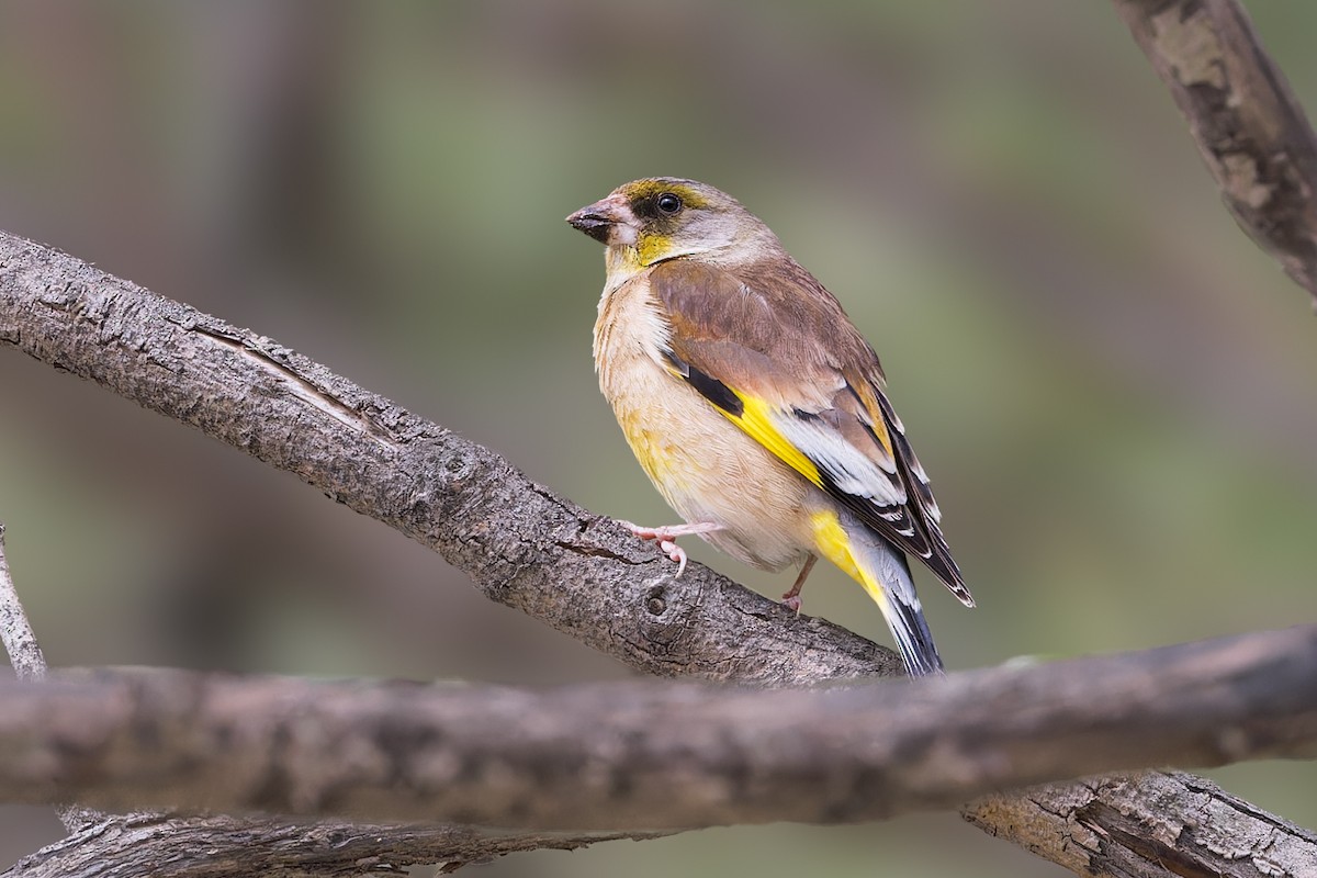 Oriental Greenfinch - ML646056196