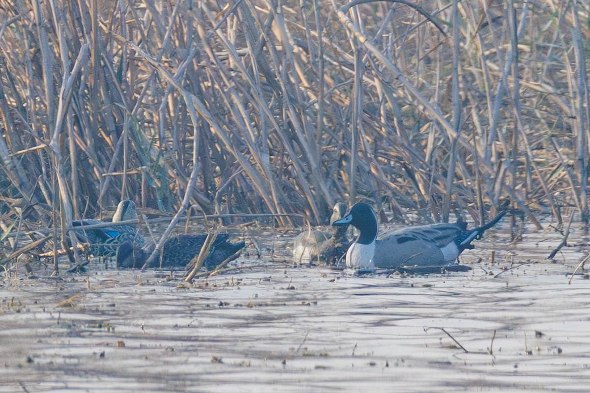 Northern Pintail - ML646056197