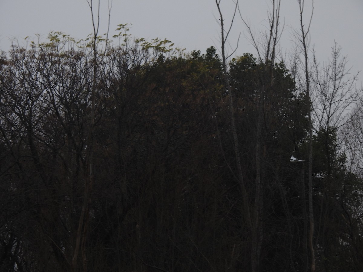 Snowy-crowned Tern - ML646056198