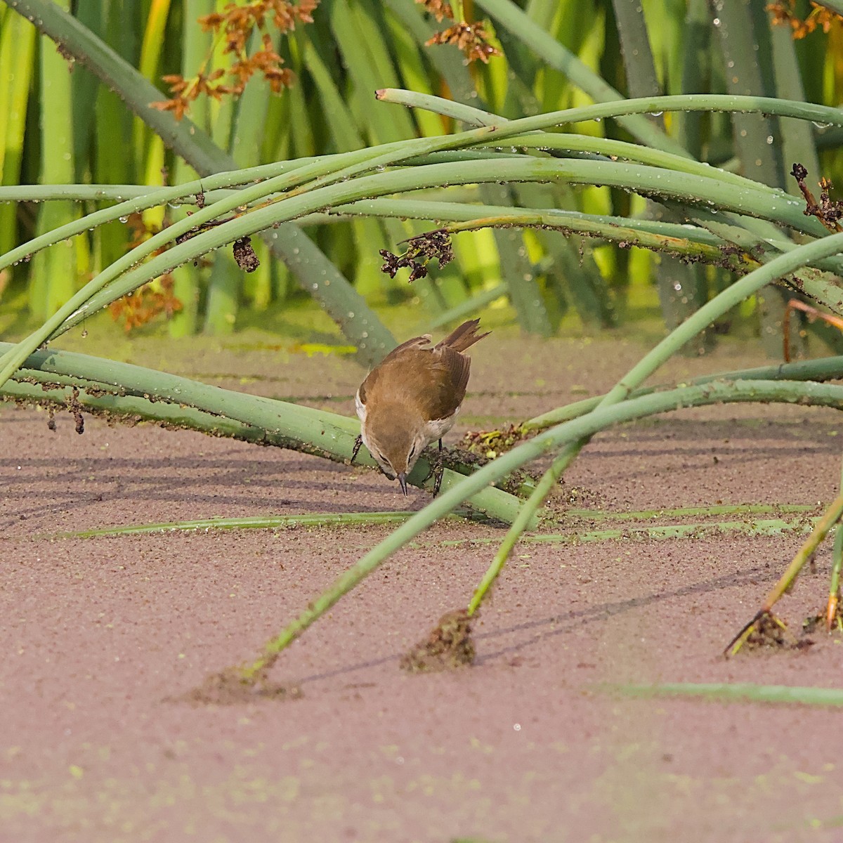 Lesser Swamp Warbler - ML646056200