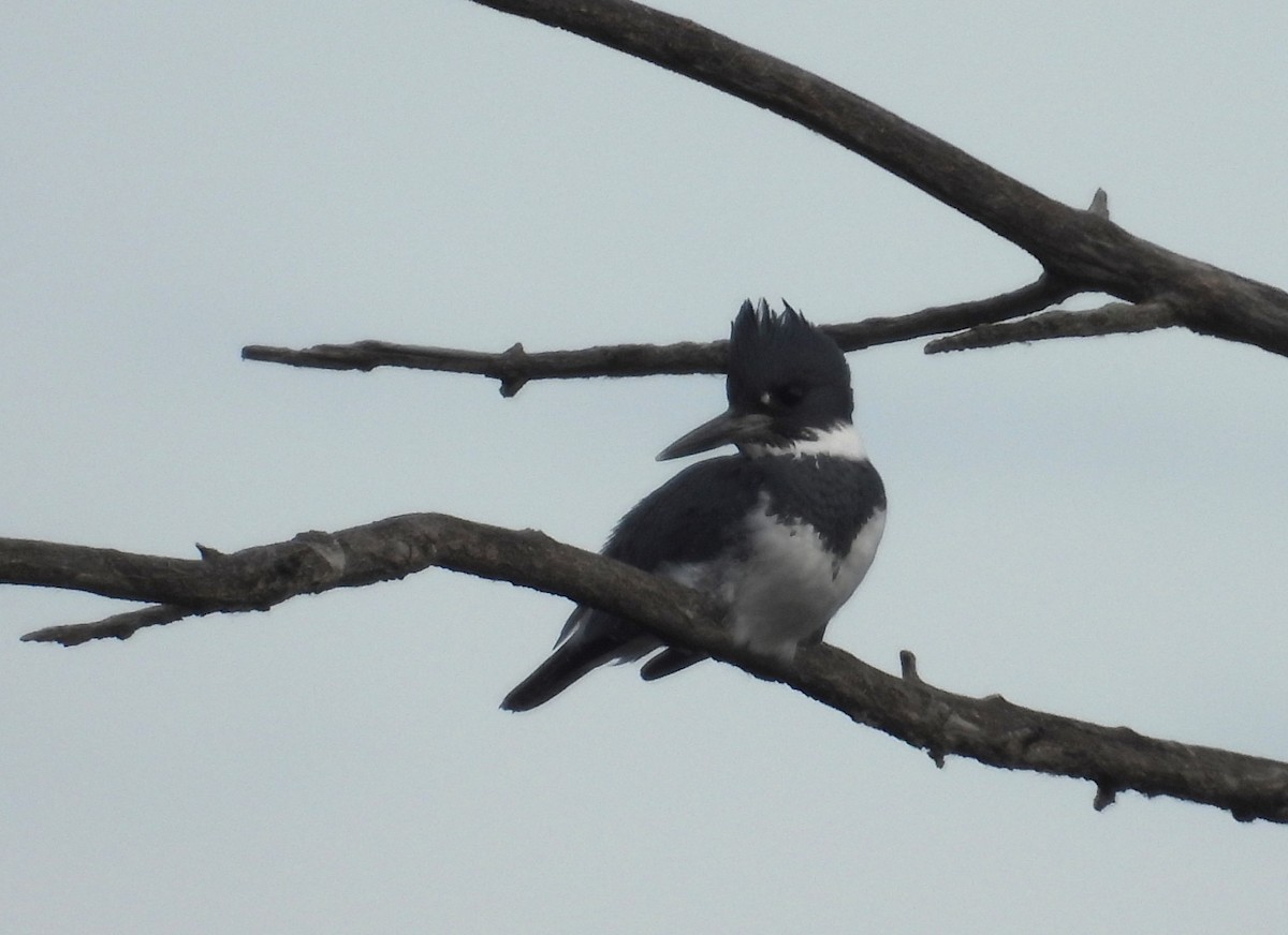 Belted Kingfisher - ML646056201