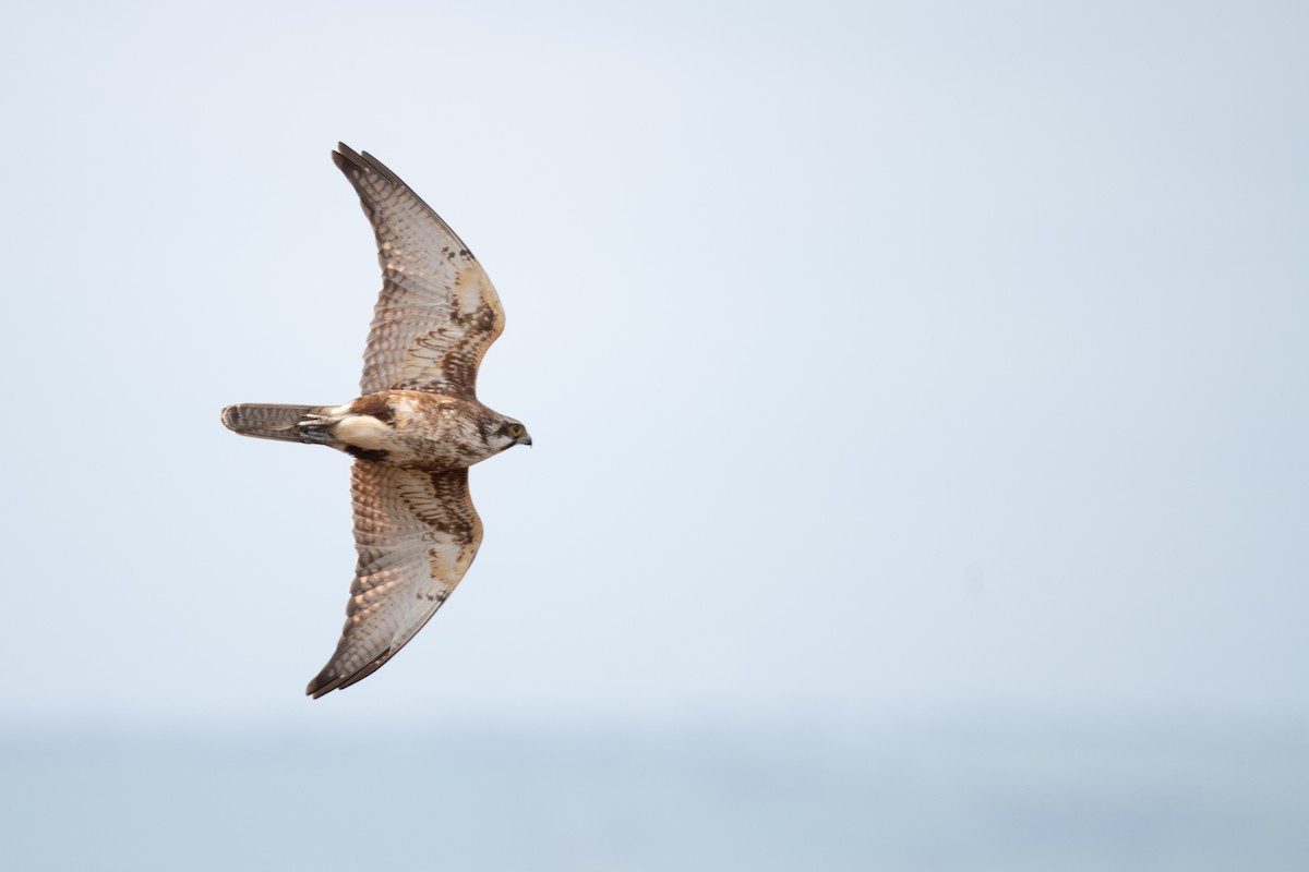 Brown Falcon - ML646056202