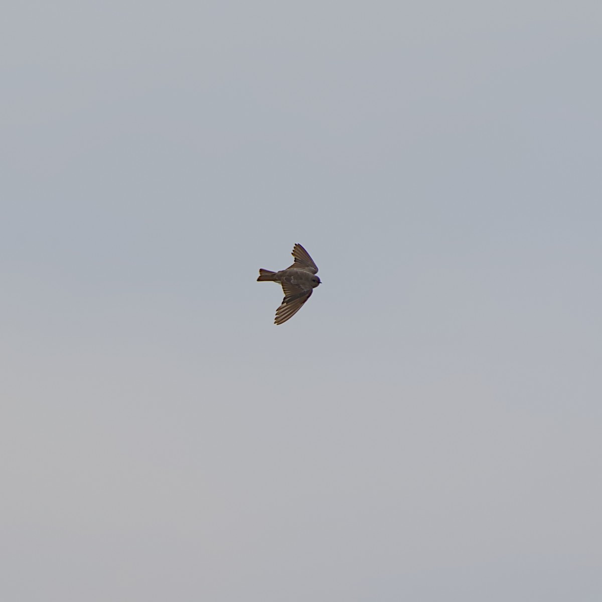 Plain Martin - ML646056203