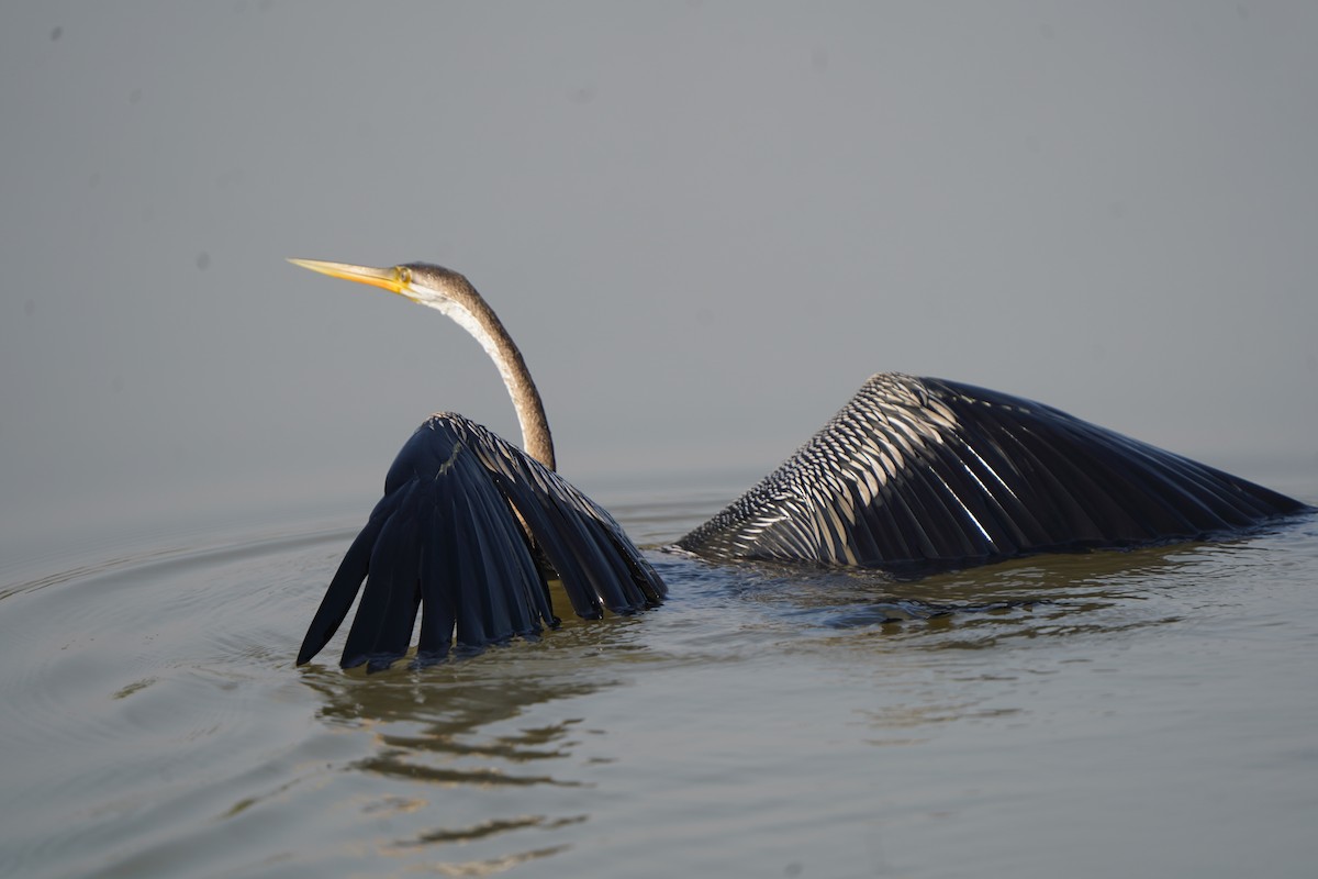 Oriental Darter - ML646056204
