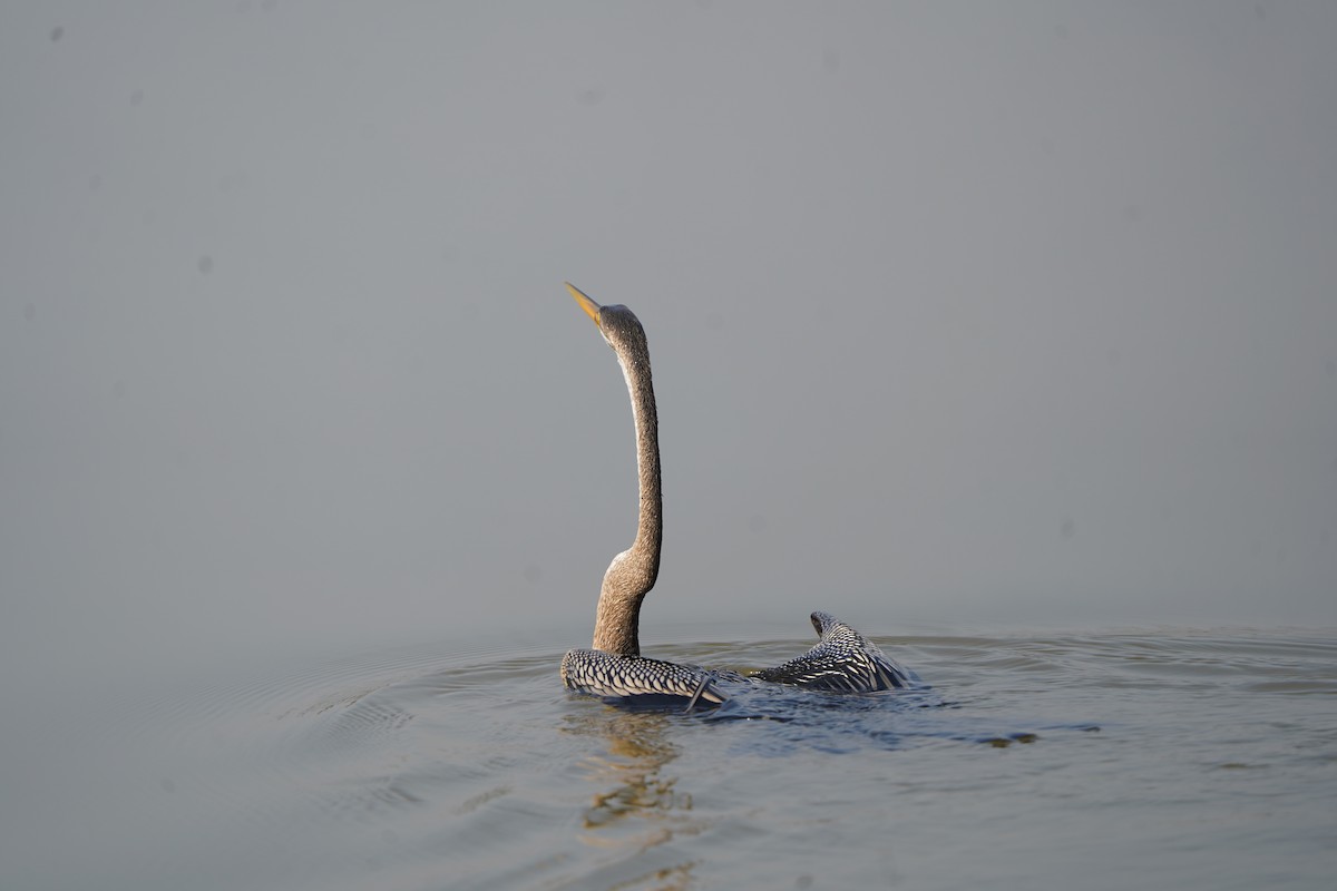Oriental Darter - ML646056206