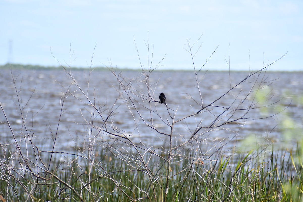 Shiny Cowbird - ML646056207