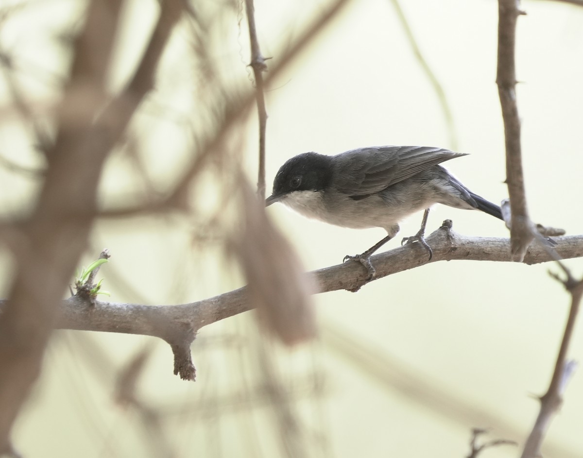 Arabian Warbler - ML646056209