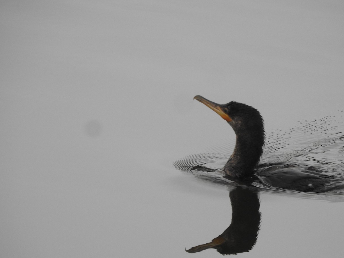 Neotropic Cormorant - ML646056210