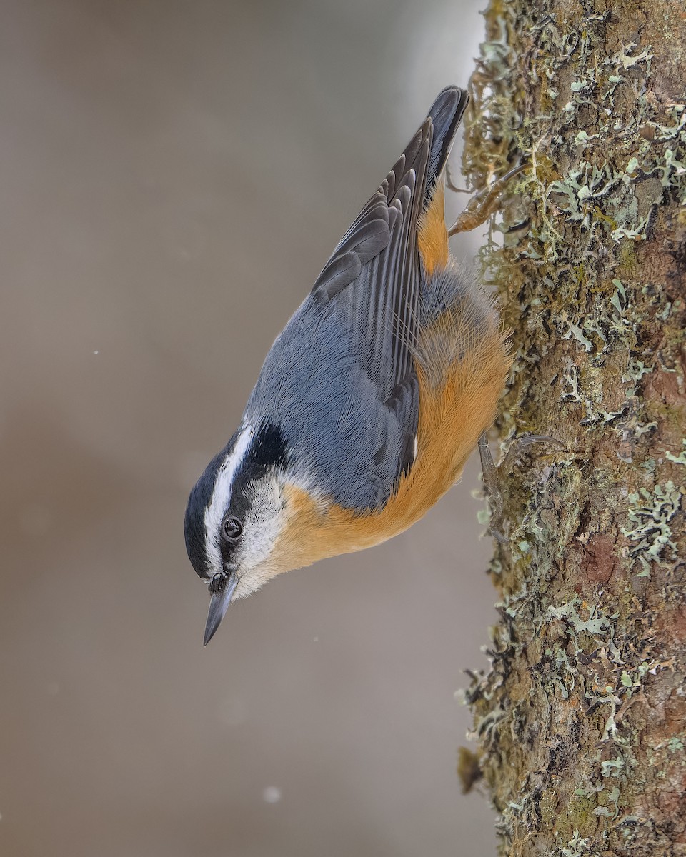 Red-breasted Nuthatch - ML646056211