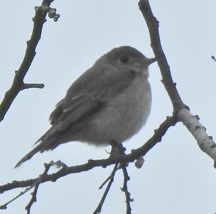 Asian Brown Flycatcher - ML646056214