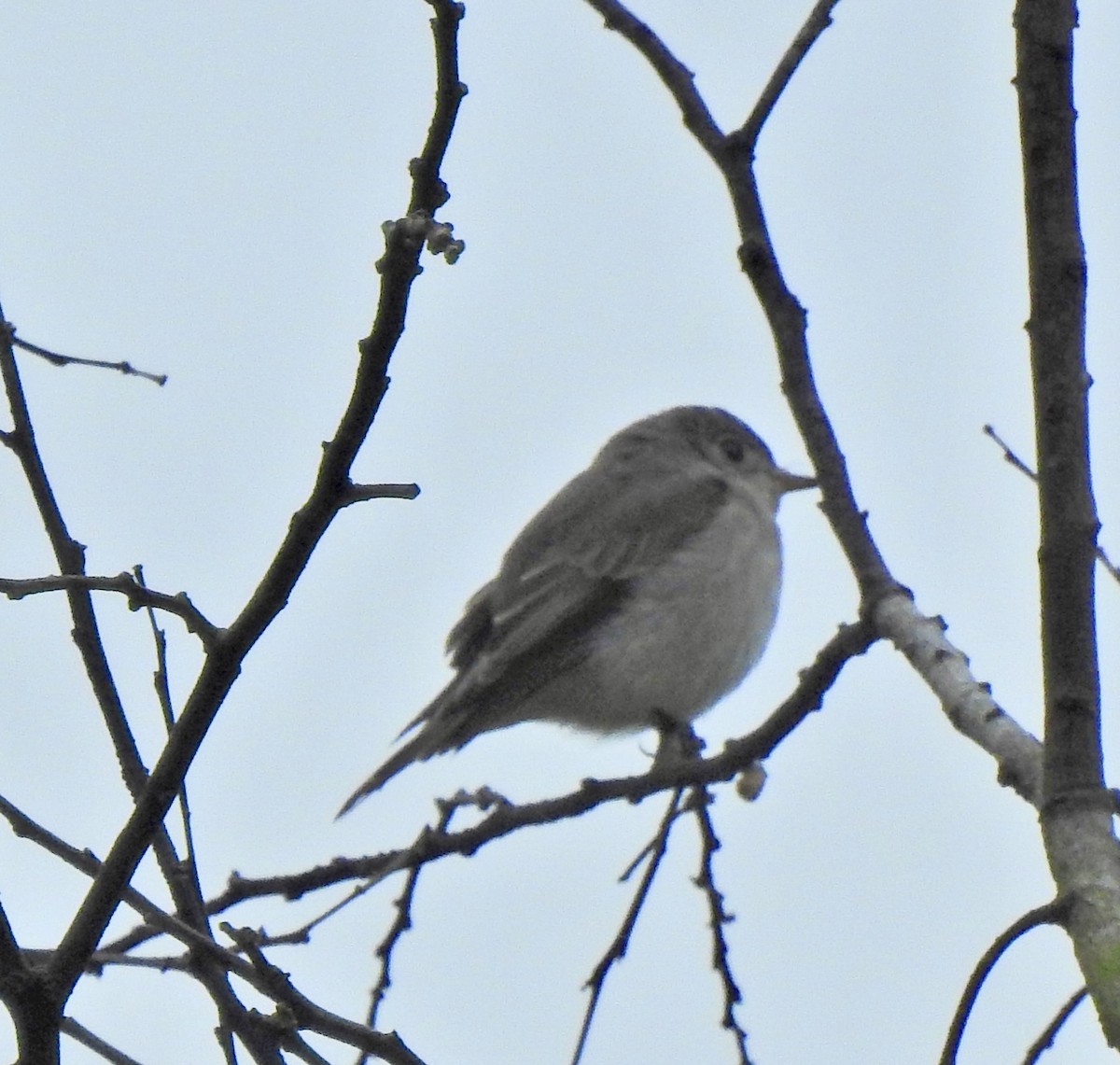 Asian Brown Flycatcher - ML646056215