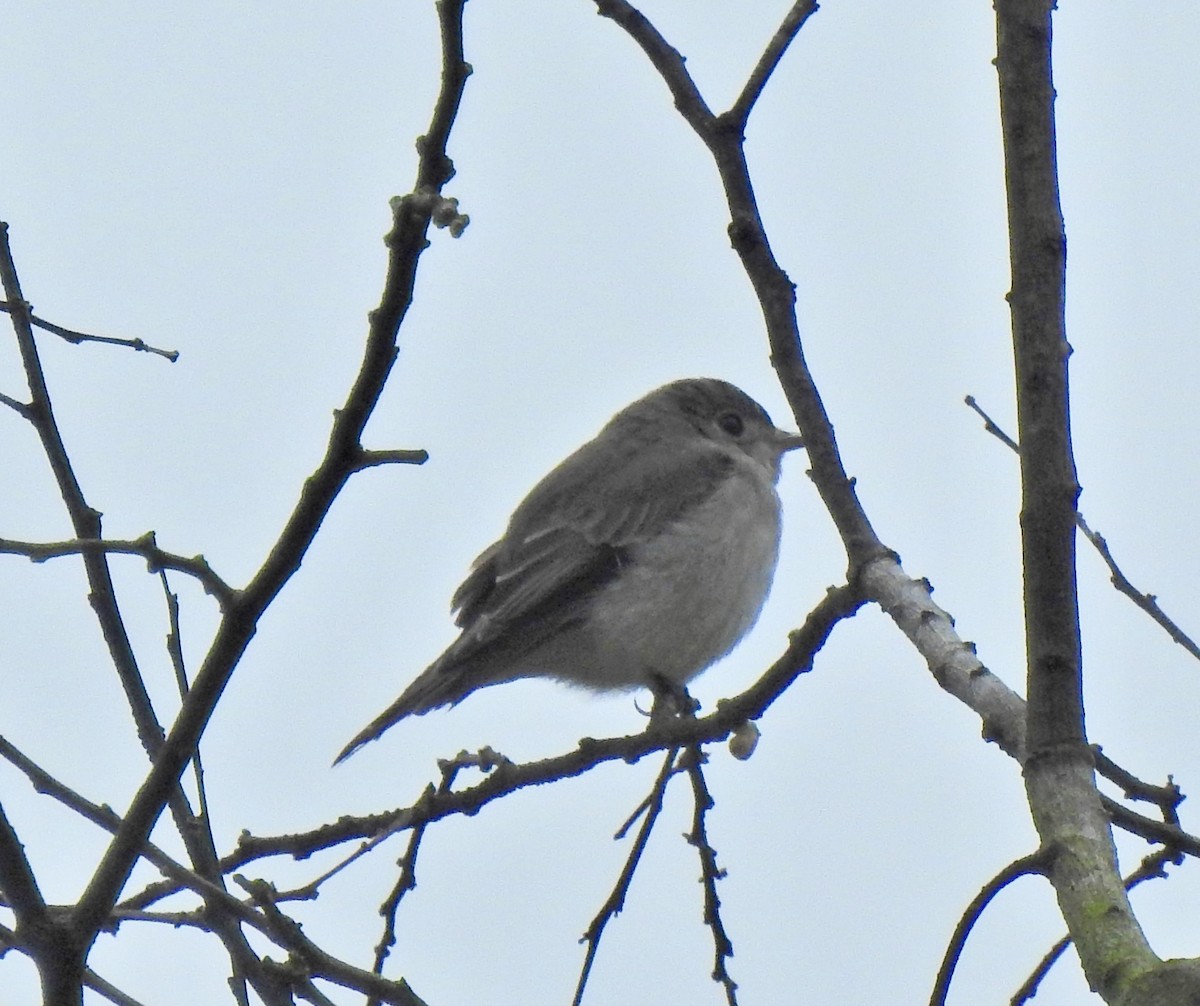 Asian Brown Flycatcher - ML646056216