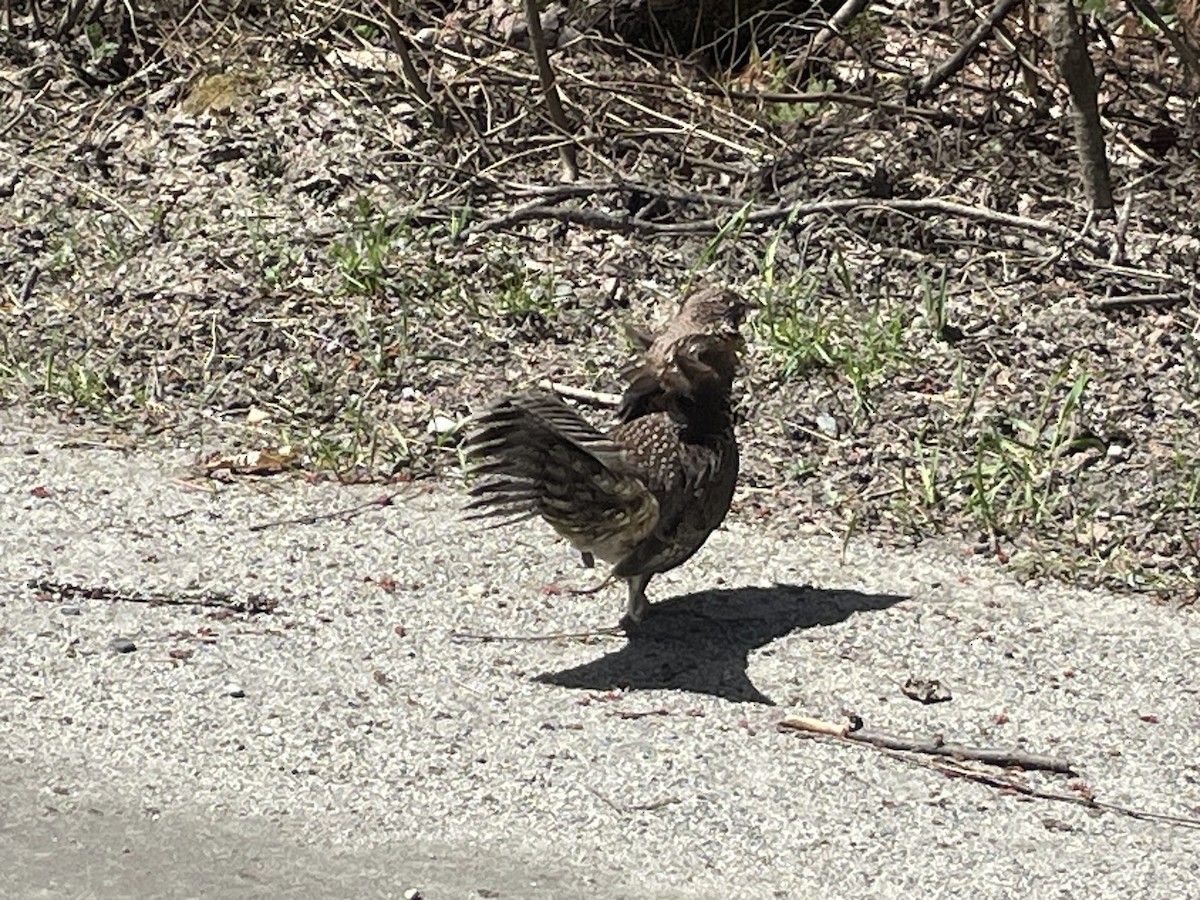 jeřábek kanadský - ML646056217