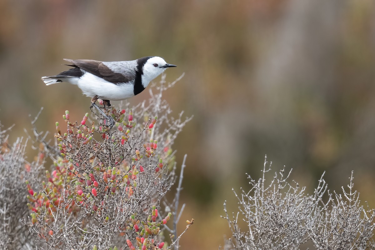 White-fronted Chat - ML646056219