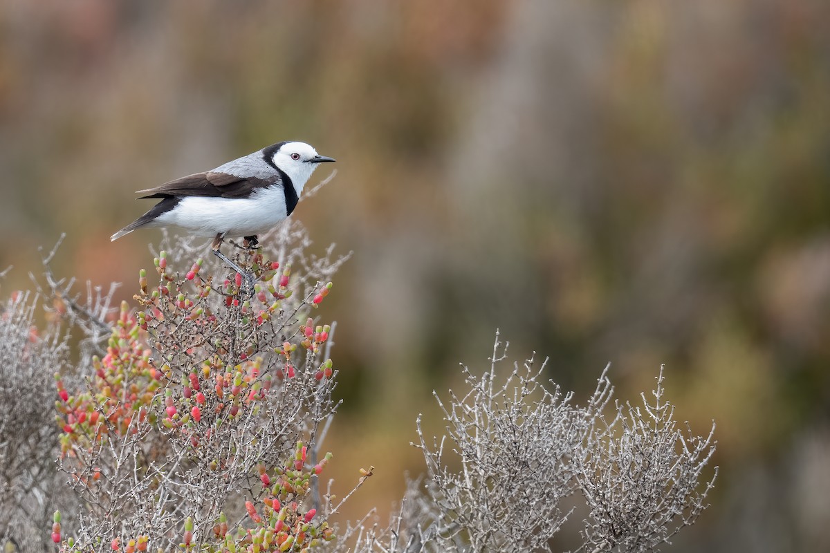 White-fronted Chat - ML646056220