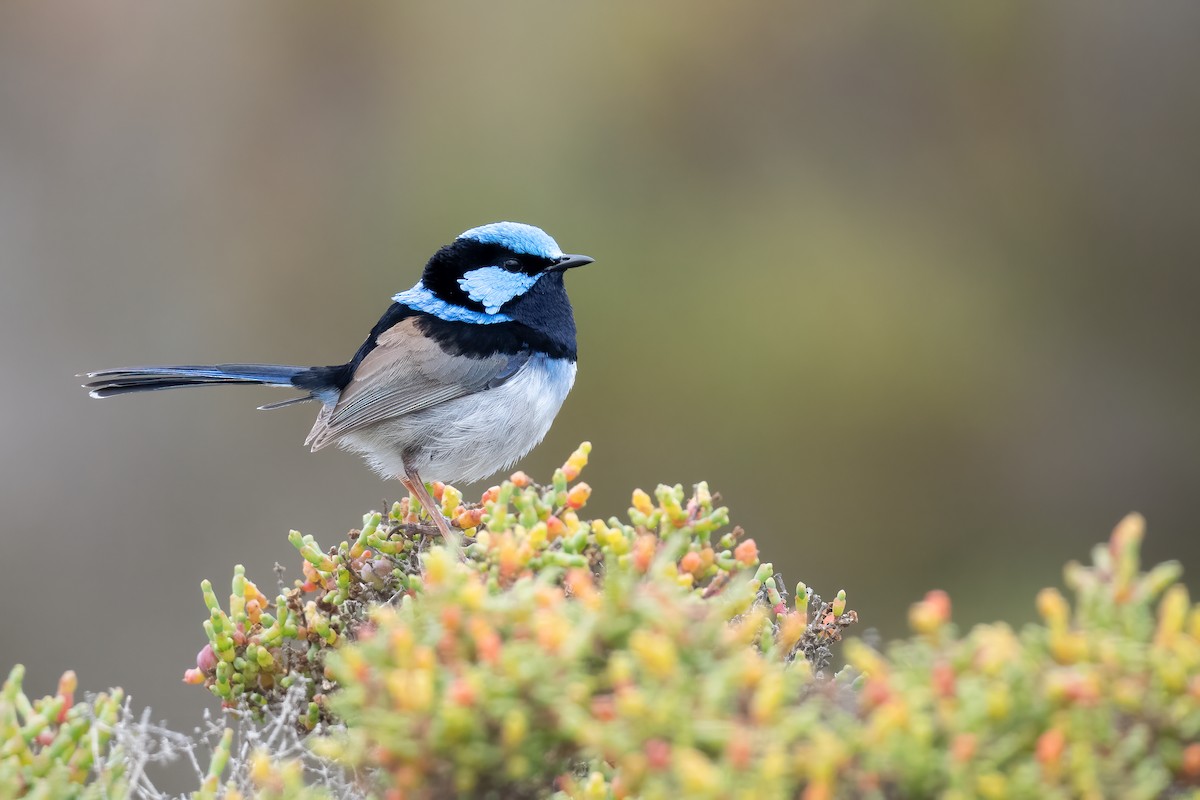 Superb Fairywren - ML646056230