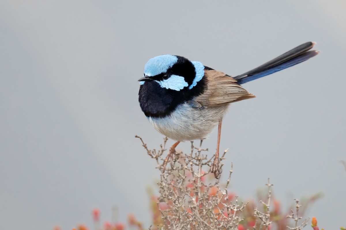 Superb Fairywren - ML646056232