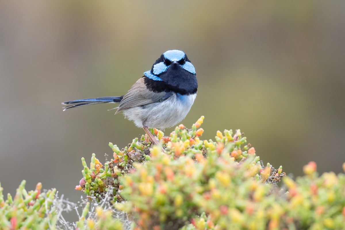 Superb Fairywren - ML646056233