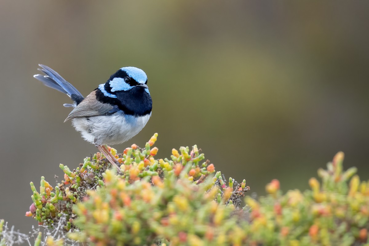 Superb Fairywren - ML646056234