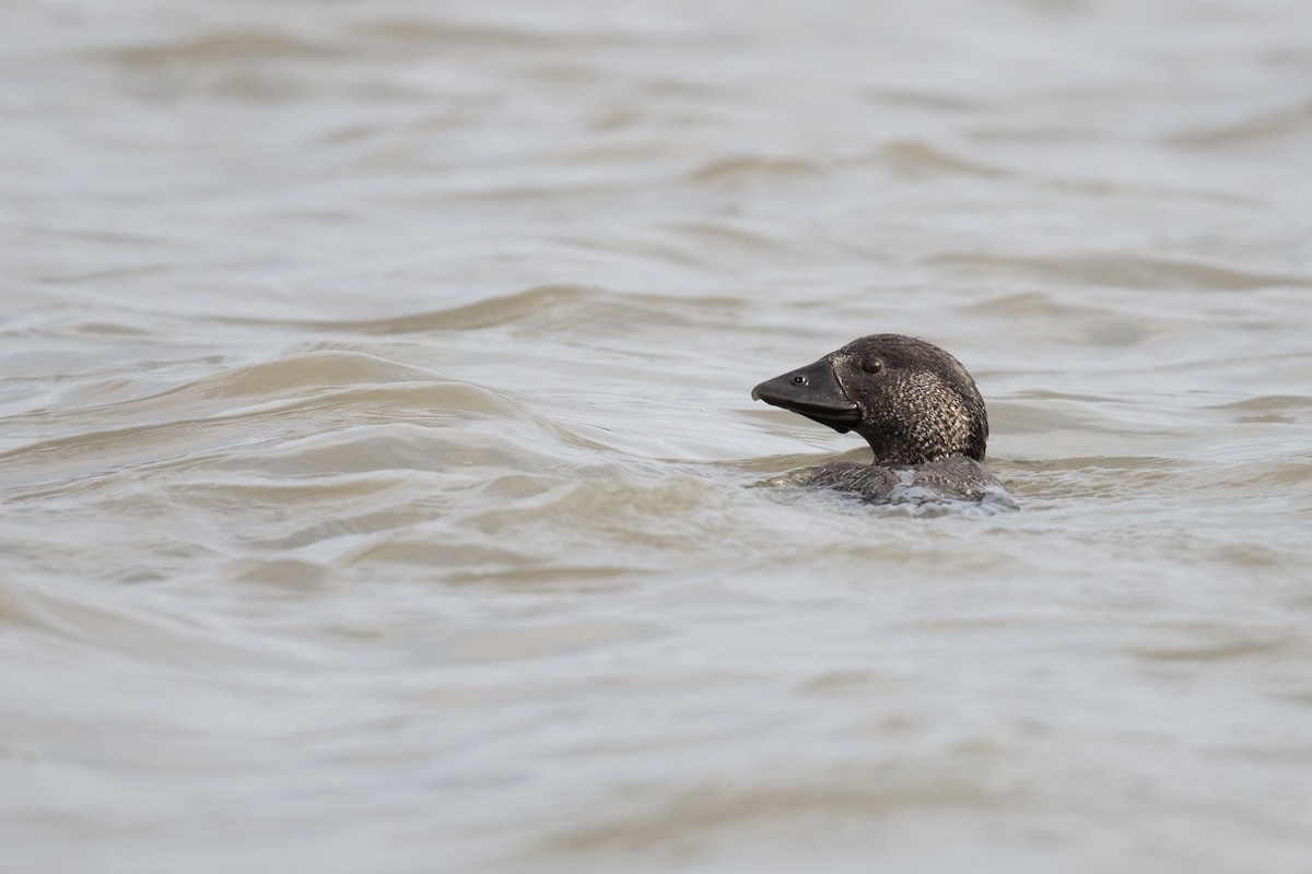 Musk Duck - ML646056237