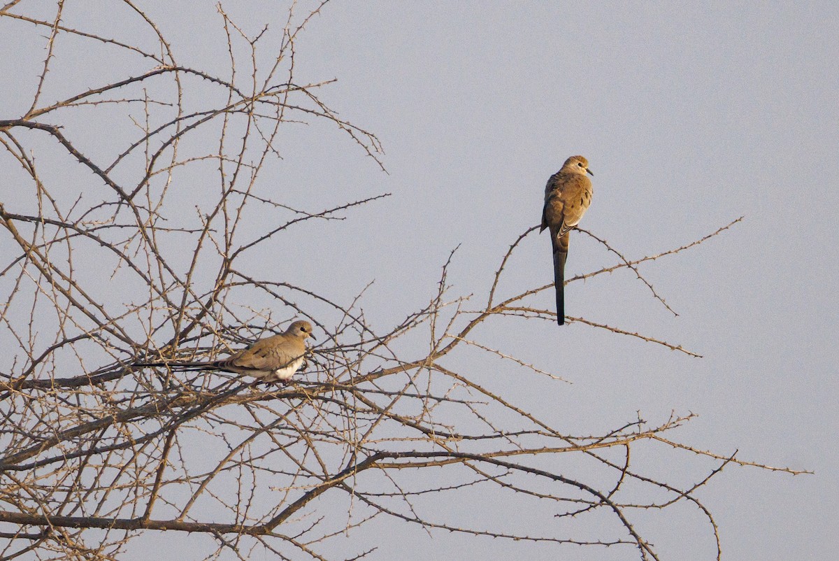 Namaqua Dove - ML646056239