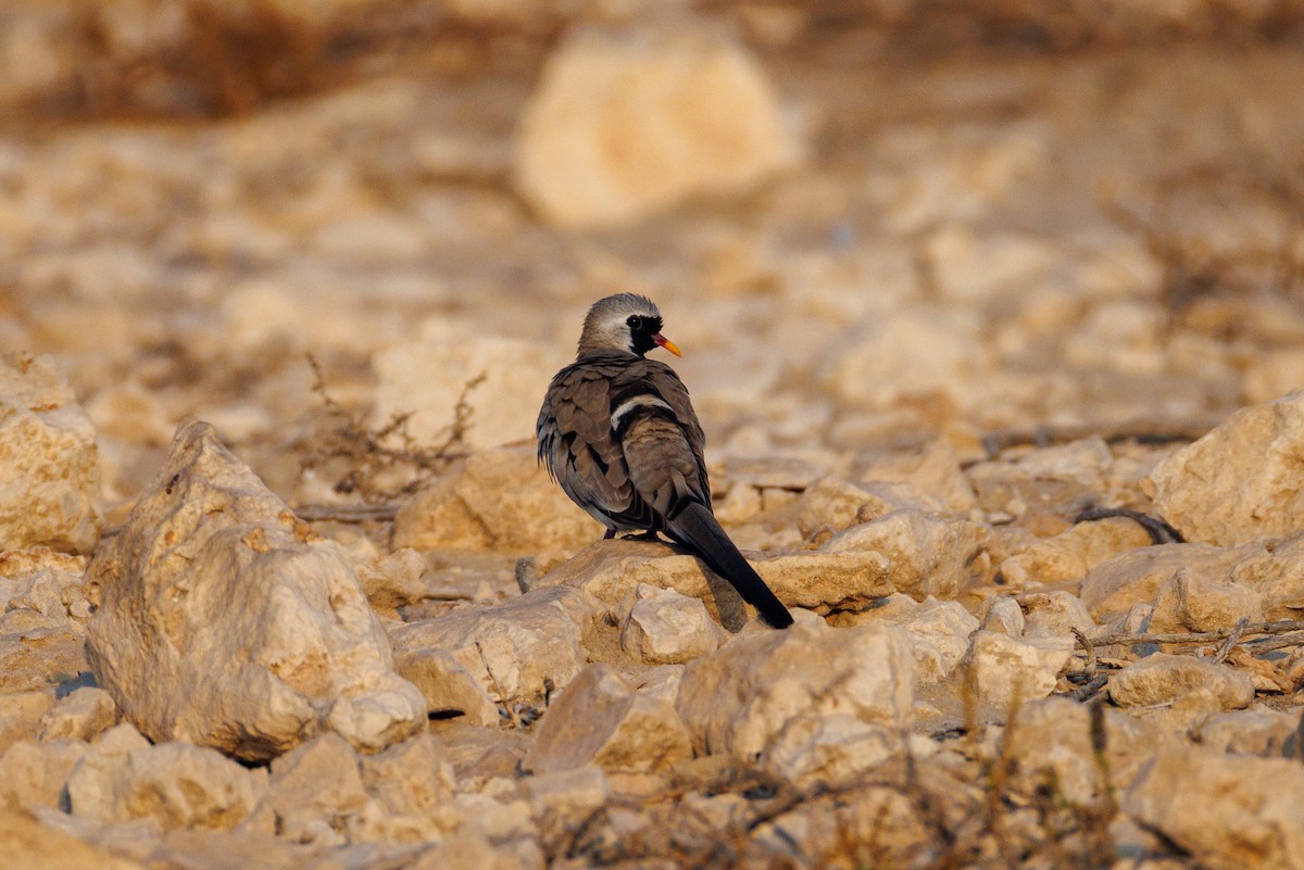 Namaqua Dove - ML646056240