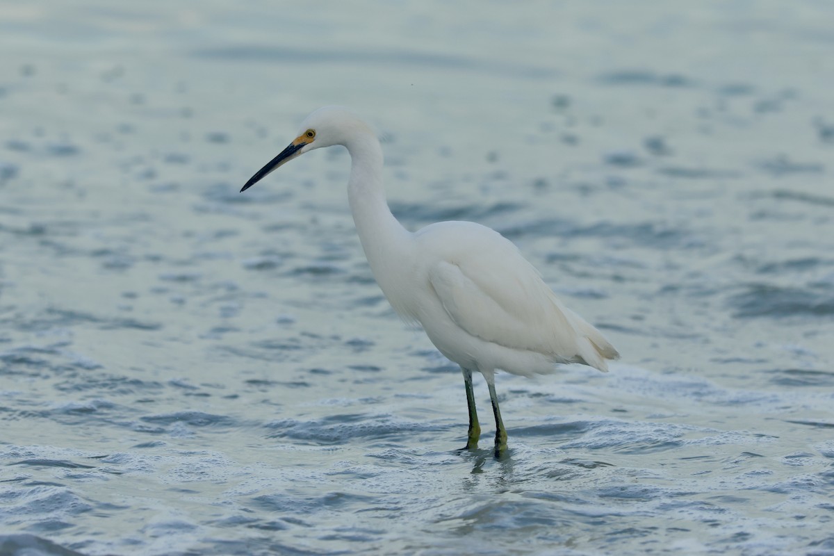 Snowy Egret - ML646056242