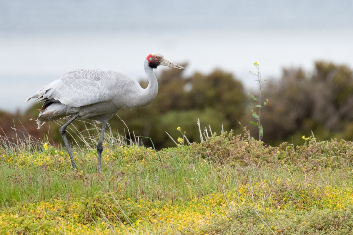 Brolga - ML646056244