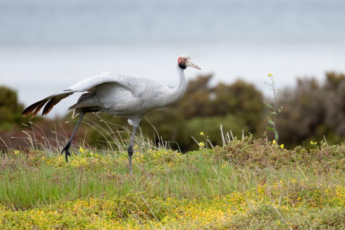 Brolga - ML646056245