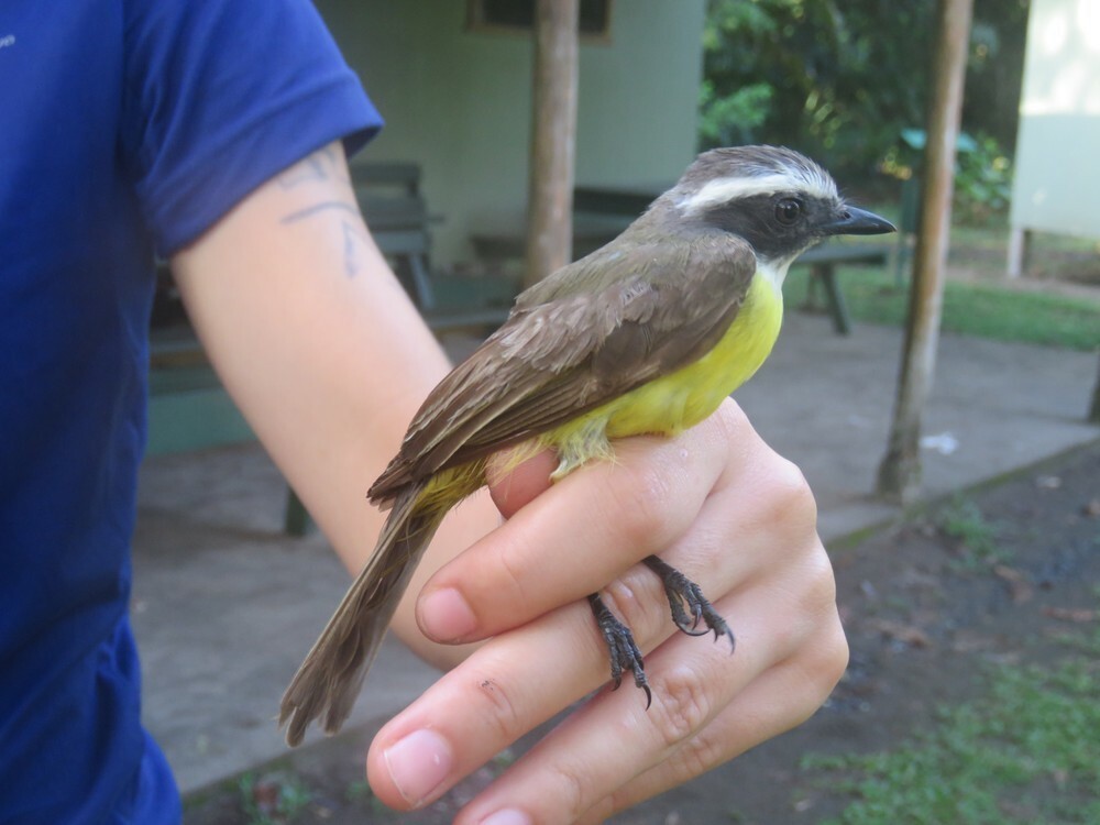 Красношапочный бентеви - ML646056246