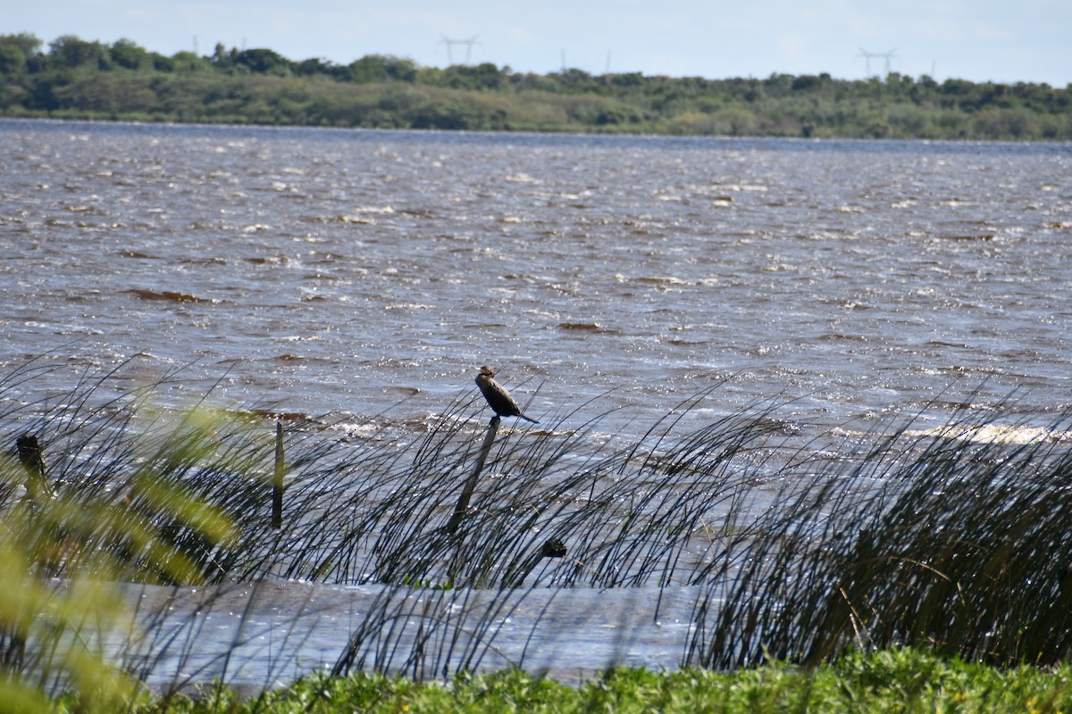 Neotropic Cormorant - ML646056249