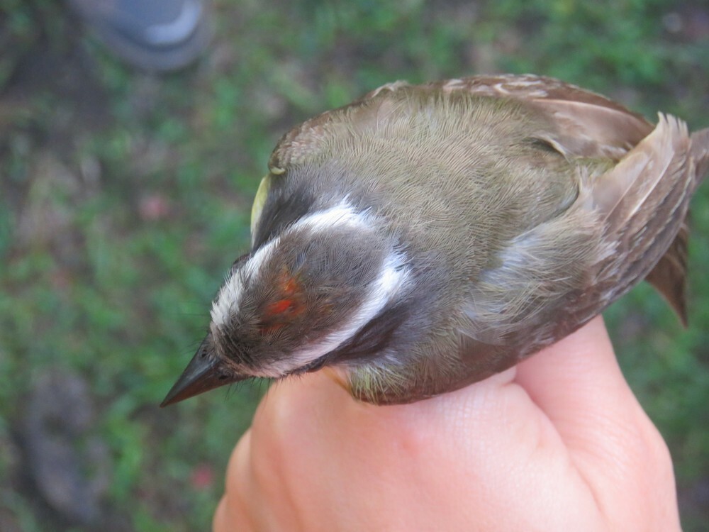 Красношапочный бентеви - ML646056250