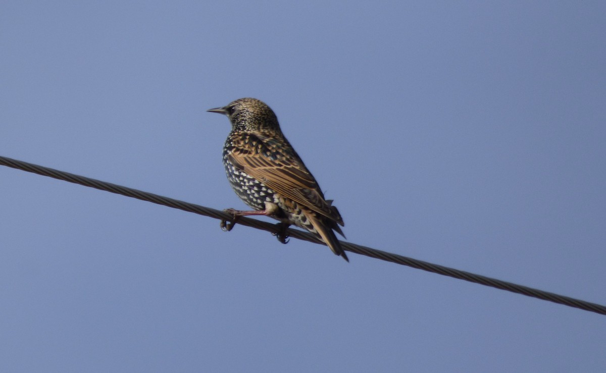 Шпак звичайний - ML646056255