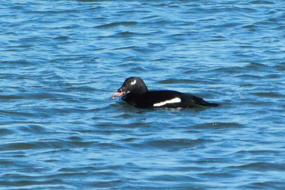 White-winged Scoter - ML646056258