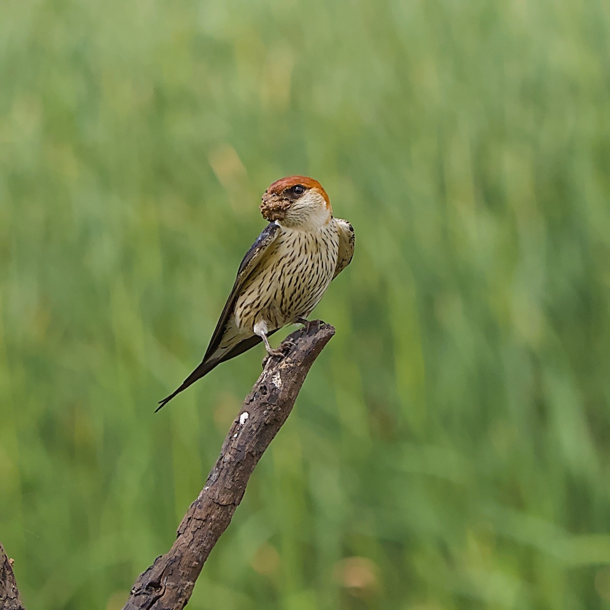 Greater Striped Swallow - ML646056260