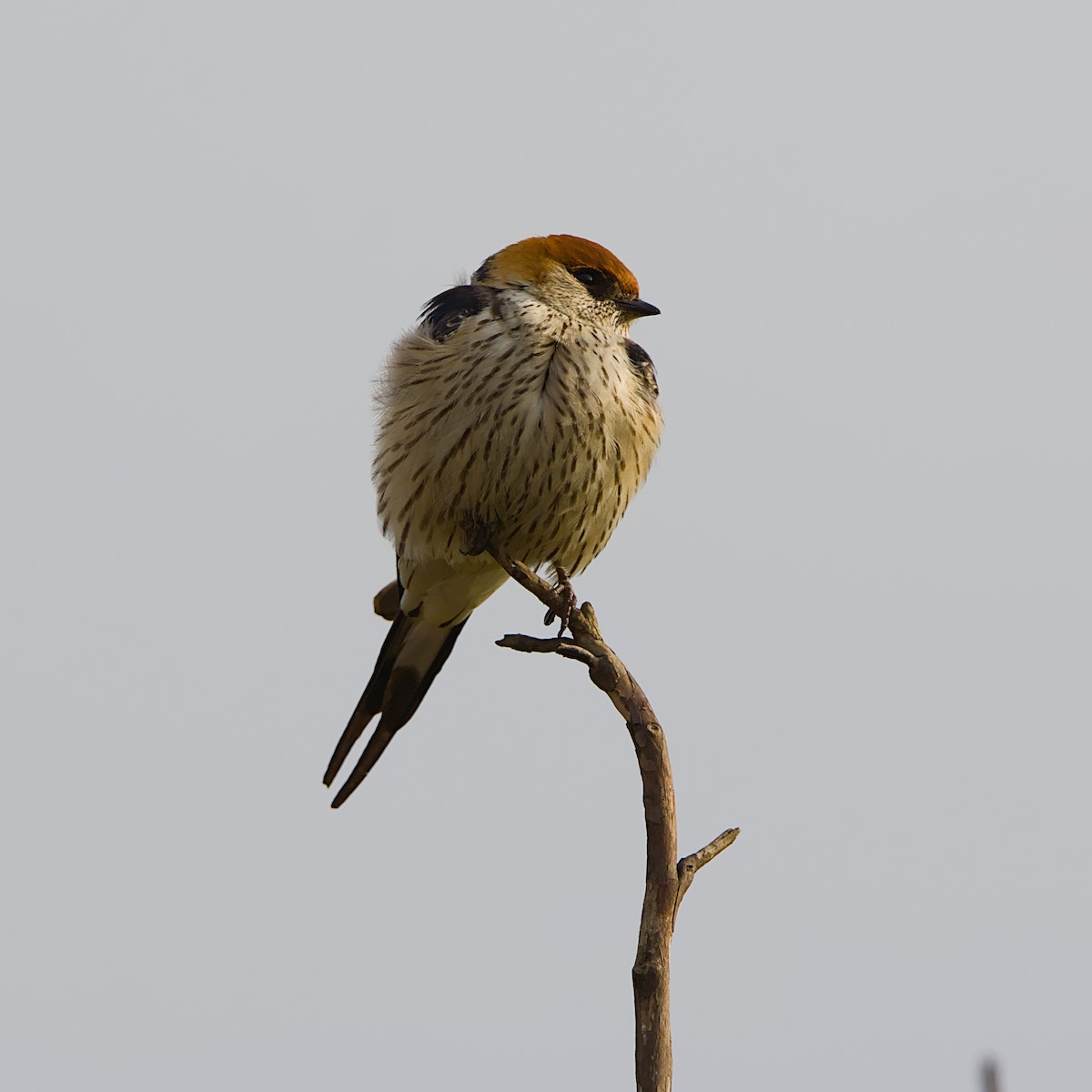 Greater Striped Swallow - ML646056261