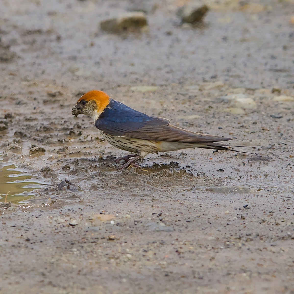 Greater Striped Swallow - ML646056262