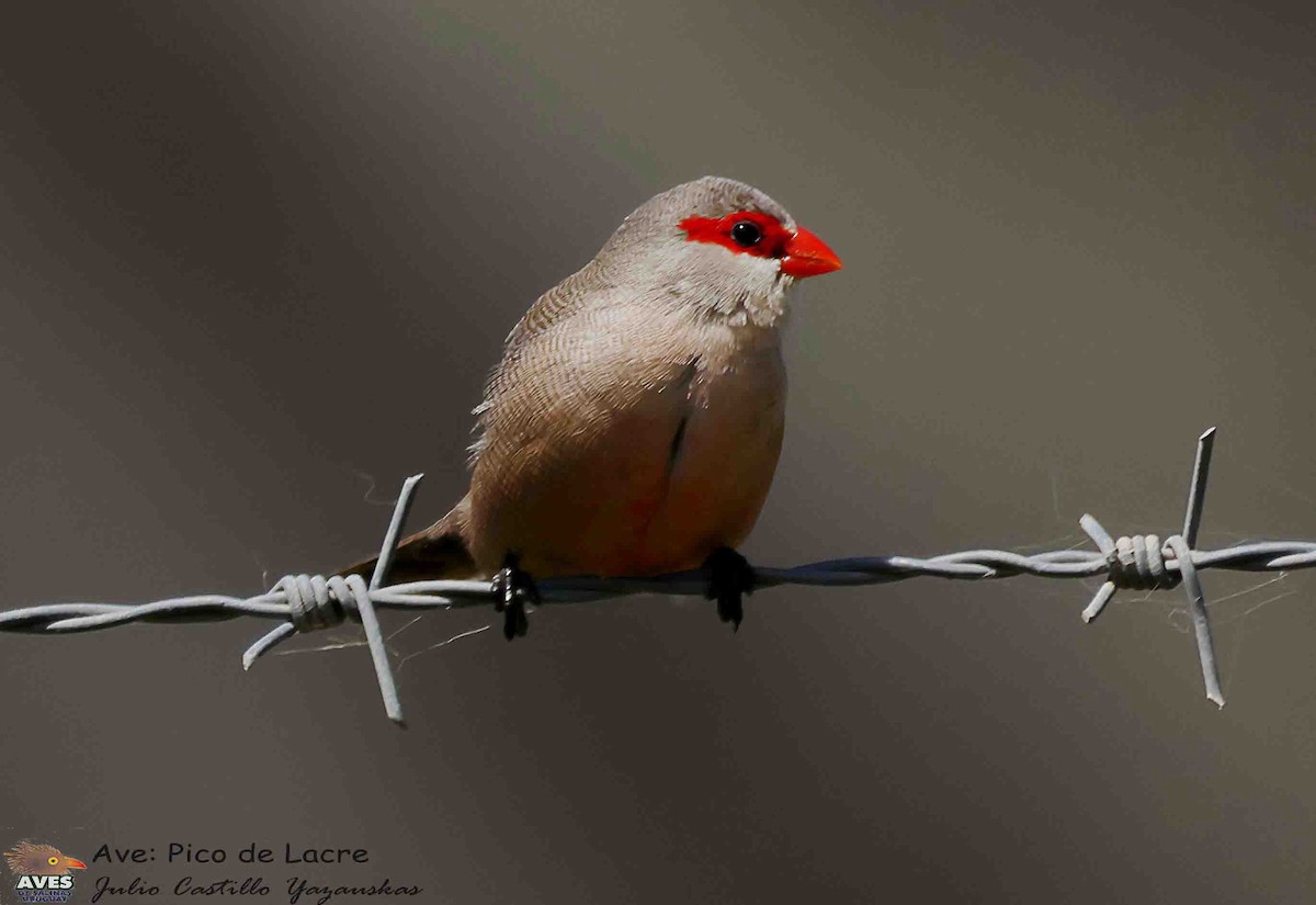 Common Waxbill - ML646056263