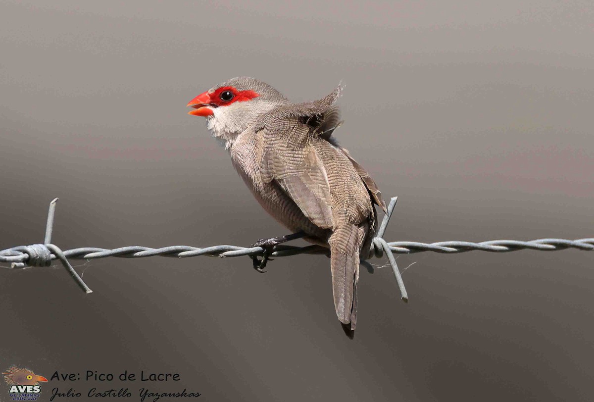 Common Waxbill - ML646056264