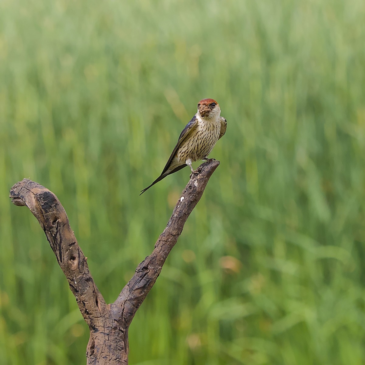 Greater Striped Swallow - ML646056265