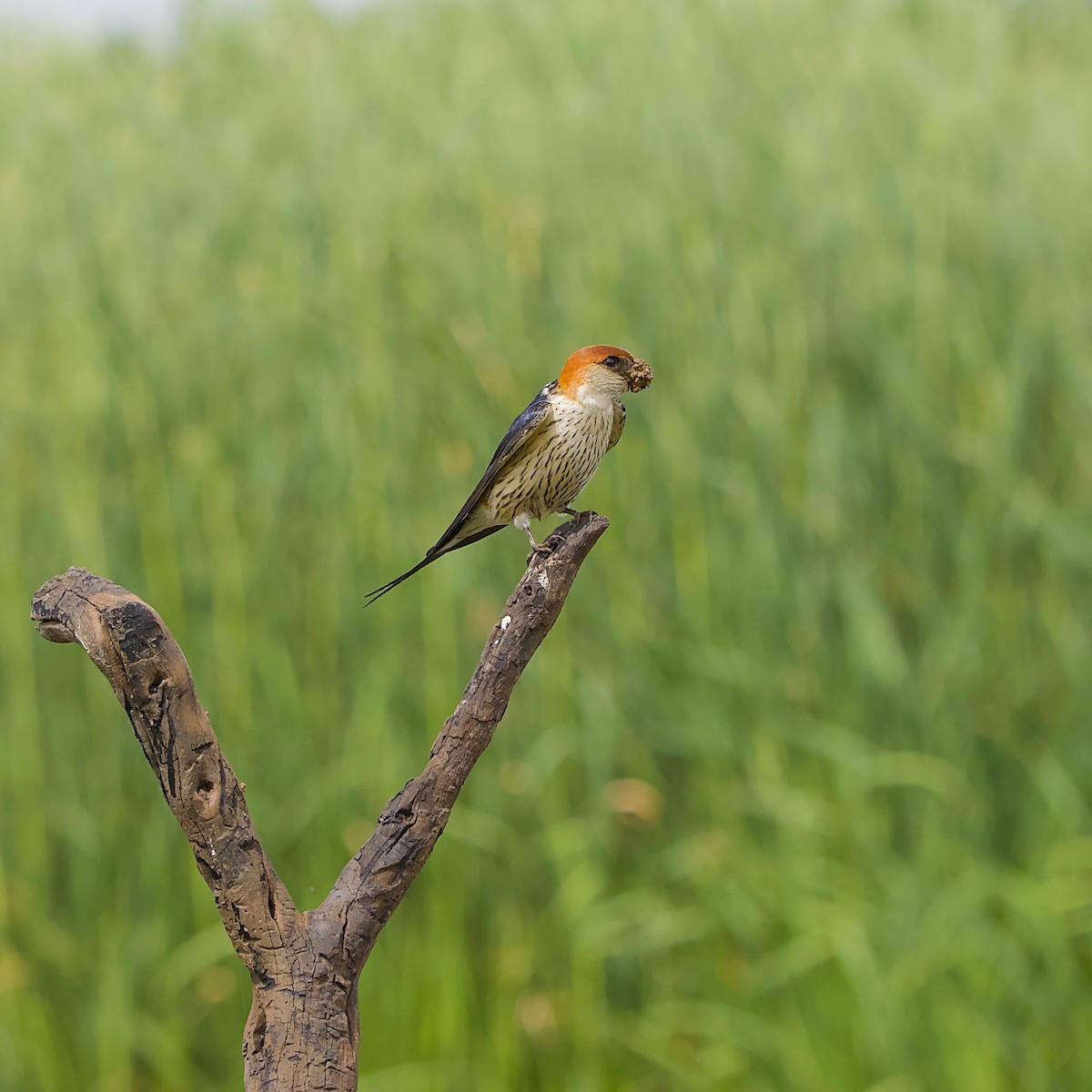 Greater Striped Swallow - ML646056266