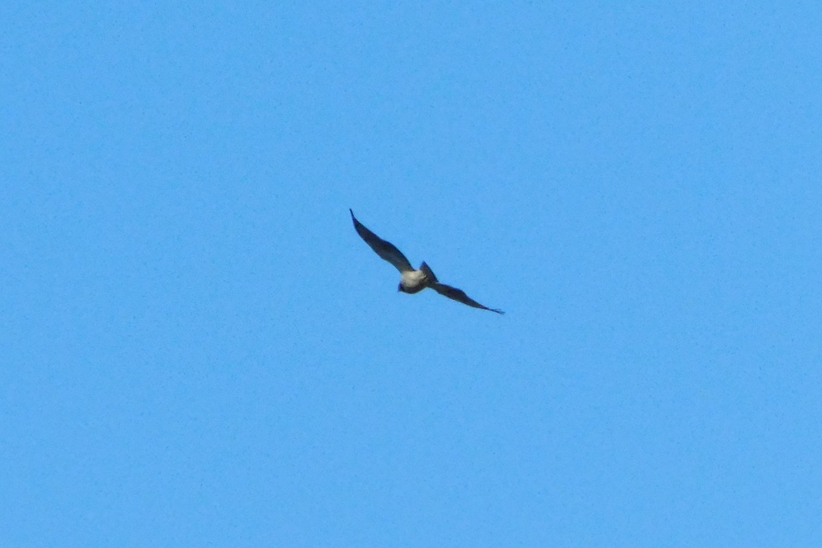 Swainson's Hawk - ML646056273