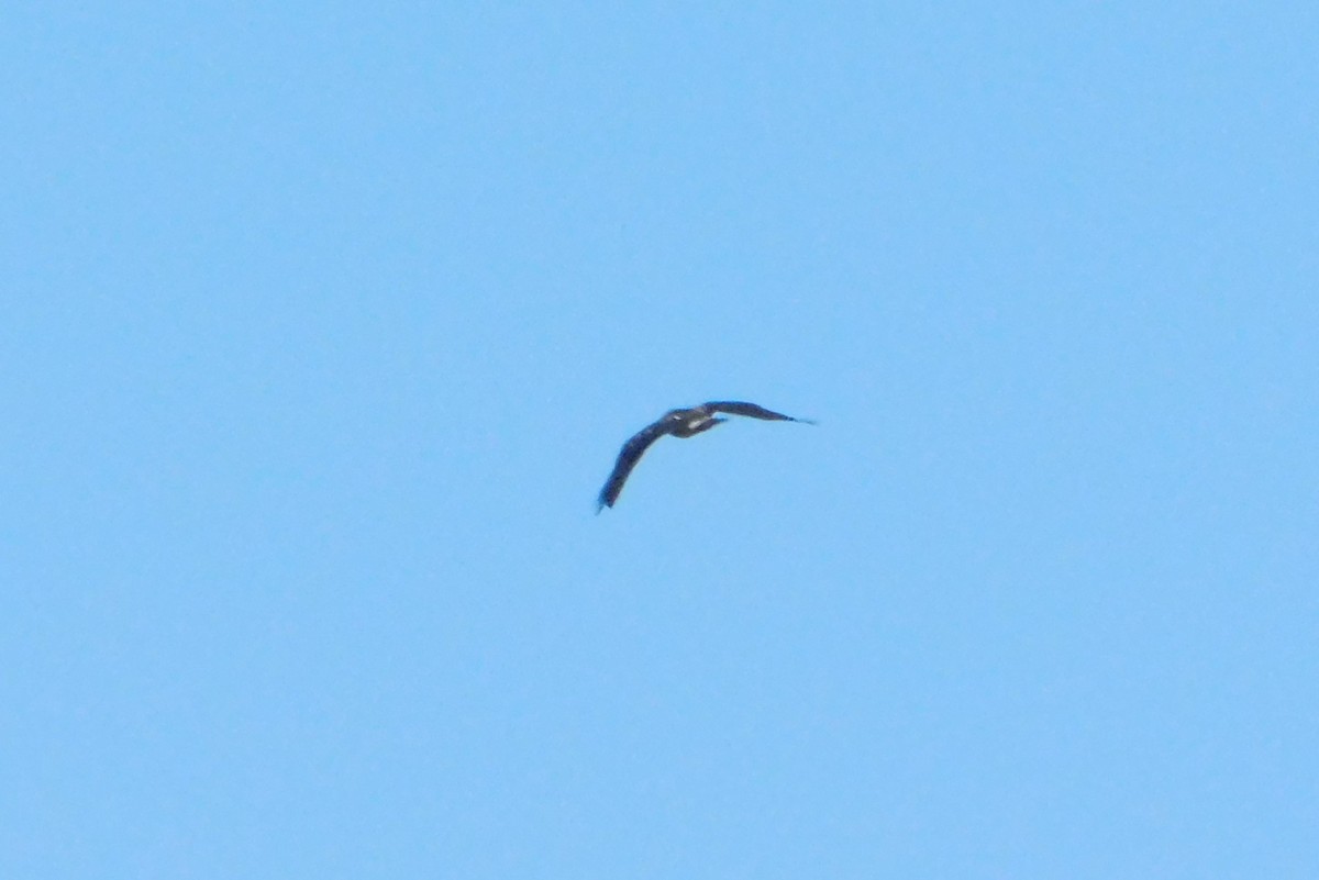 Swainson's Hawk - ML646056281