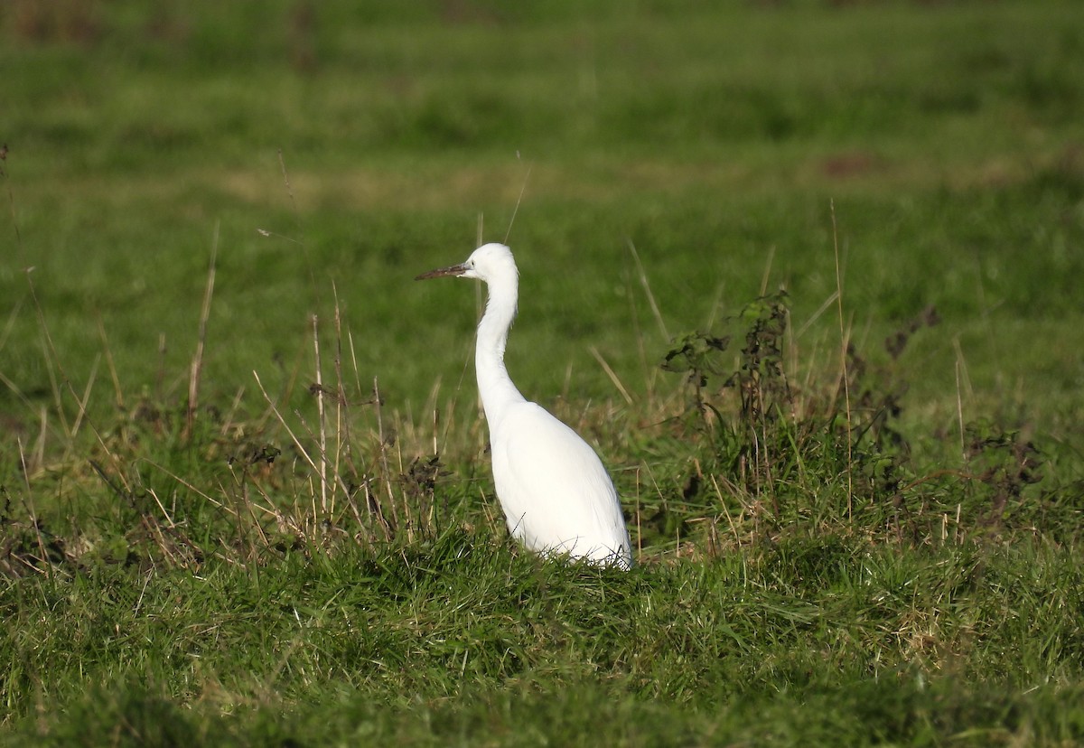 Little Egret - ML646056282