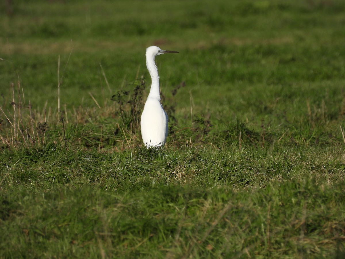 Little Egret - ML646056283