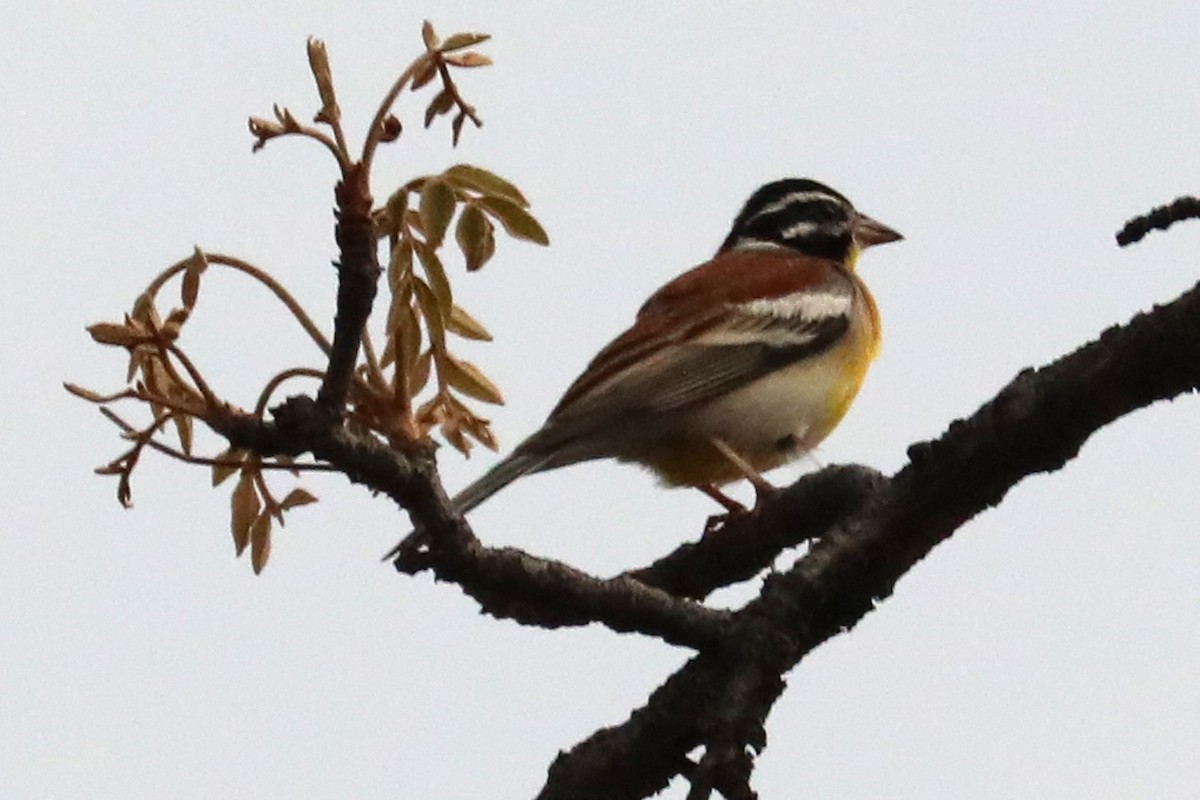 Golden-breasted Bunting - ML646056285