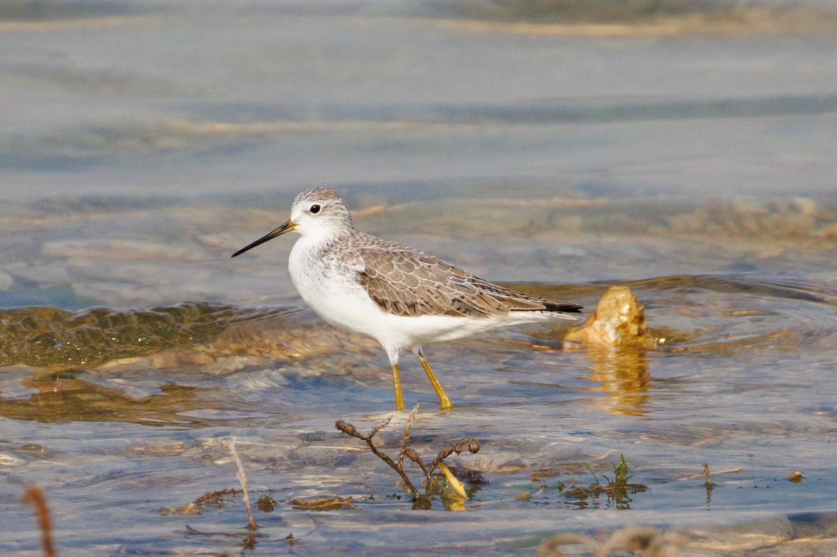 Marsh Sandpiper - ML646056286