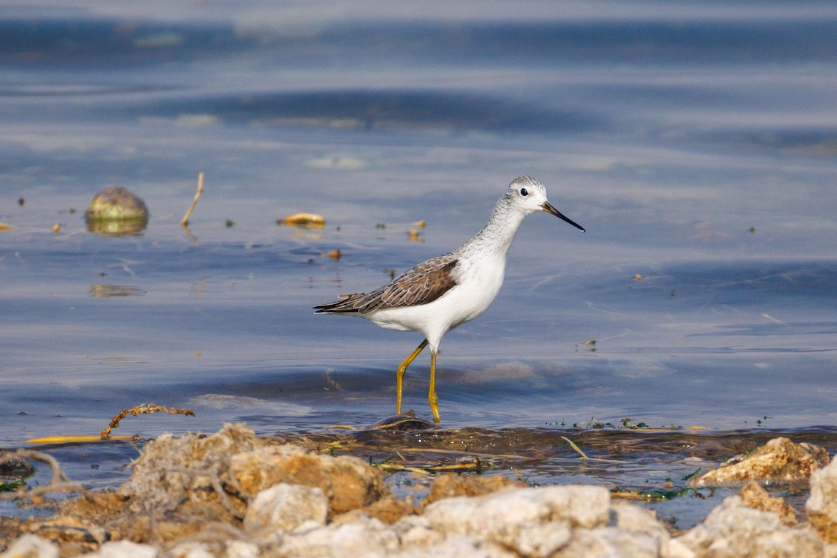 Marsh Sandpiper - ML646056288