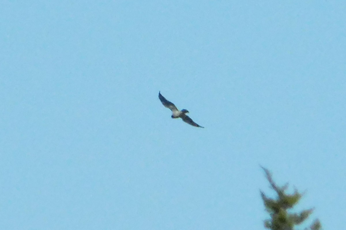 Swainson's Hawk - ML646056290